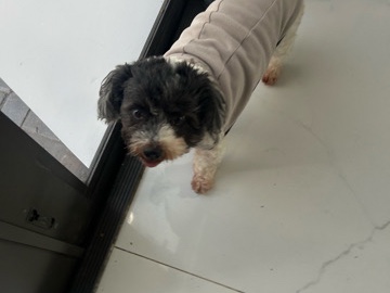 Shih Tzu – Kody – Wellington