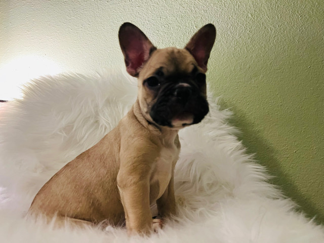 French Bulldog – French Bulldog Male