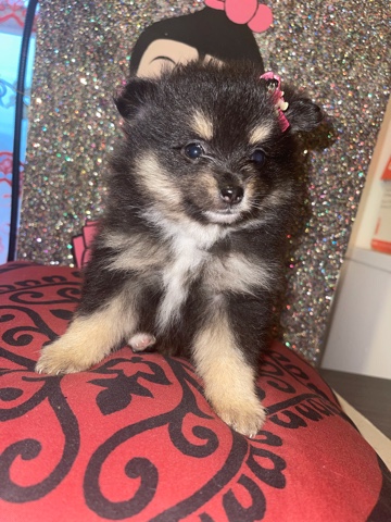 Pomeranian – summer