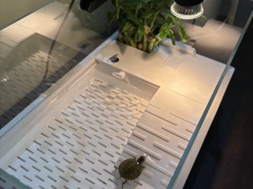 baby turtle with tank