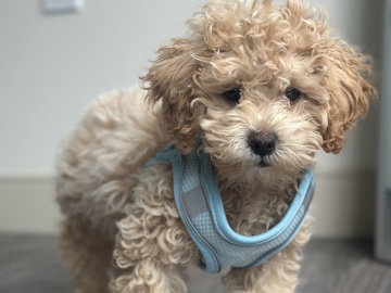 Poodle – Eko – 15 Week Old Male Toy Poodle Looking for His Forever Home – St. Louis