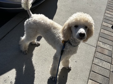 Poodle – Nimbus, the Standard Poodle – Tampa