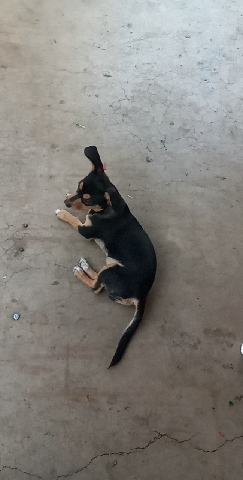 Chihuahua – chiweenie puppy