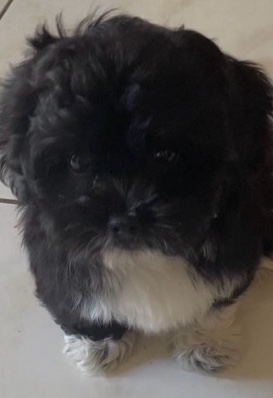 Poodle – Price is negotiable