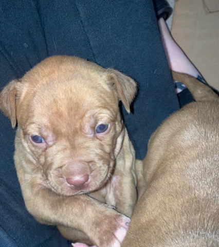 American Pit Bull Terrier – Red Nose Pitbull Puppies