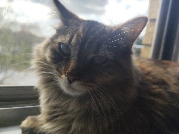 Russian White, Black and Tabby – need house for tabby cat – Parma Heights