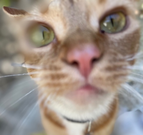 Nala❤️-Orange Cat( needs better home)