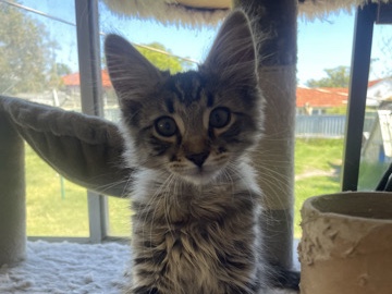 4 month old purebred tabby kitten