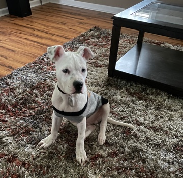 American Pit Bull Terrier – Beautiful grey eyed Pitbull mix 8 month old puppy