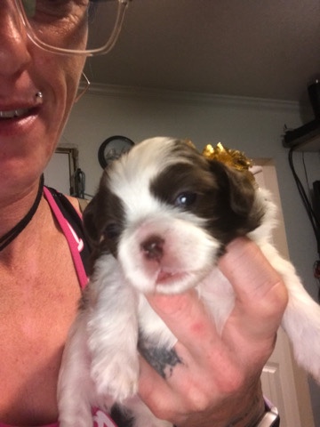 Shih Tzu – Doodle-female purebred