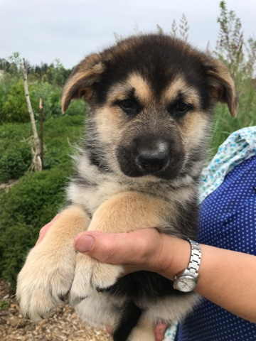 Akita – Akita/ German shepherd mix