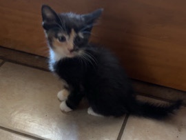 2 kittens needing a home! – Amarillo
