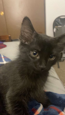 kitten