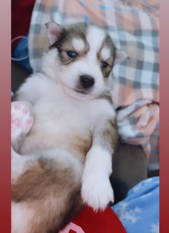 Siberian Husky – Husky Puppies