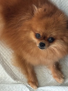 Pomeranian – Pomeranian