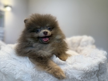 Pomeranian Puppies for Sale – Healthy & Playful