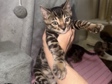 Bengal – rare charcoal bengal kittens – Ajman