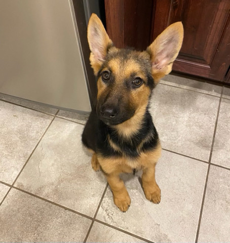 German Shepherd – German shepherd