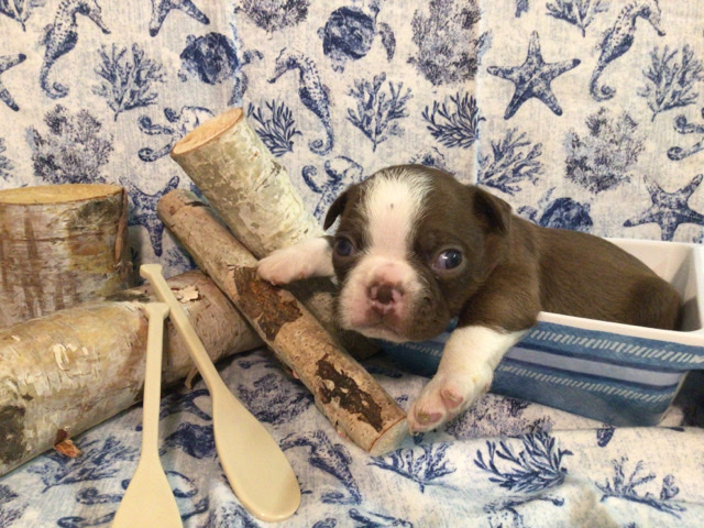 Boston Terrier – Male Brown and white