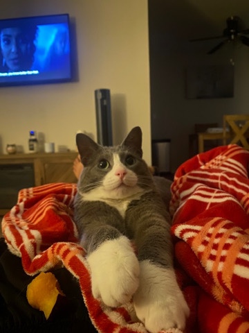 American Shorthair – friendly cat