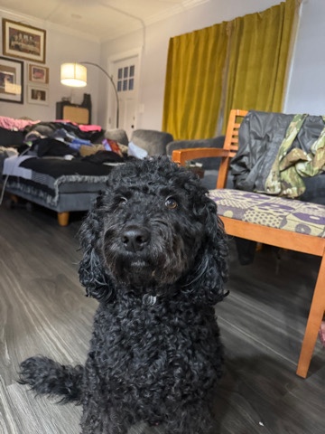 Poodle – 3 Year Old Black Bernedoodle all shots