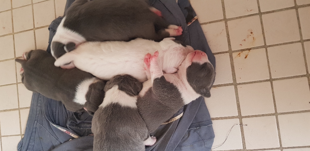 American Staffordshire Terrier – pure breed American staffies