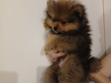 Pomeranian – Tan merli pomeranian puppy – Amsterdam