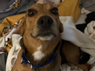 Beagle – Koda – North Chicago