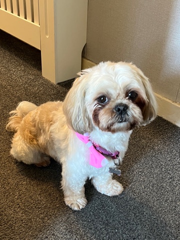 Shih Tzu – 3 year old shih tzu *****