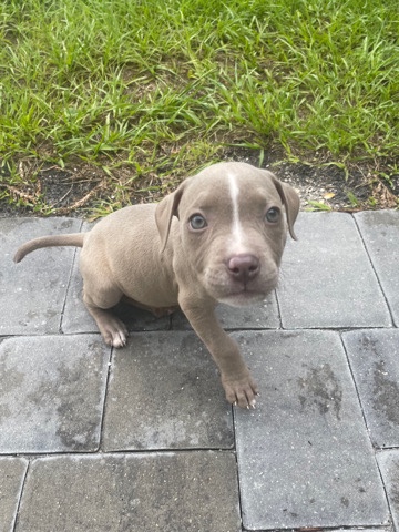 American Pit Bull Terrier – Pit bull