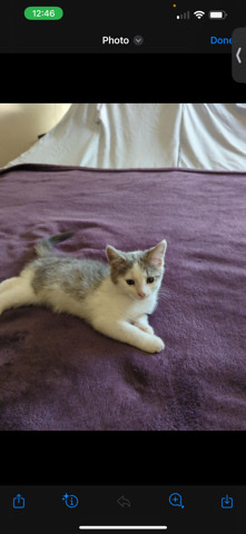 Norwegian Forest cat – baby kitten