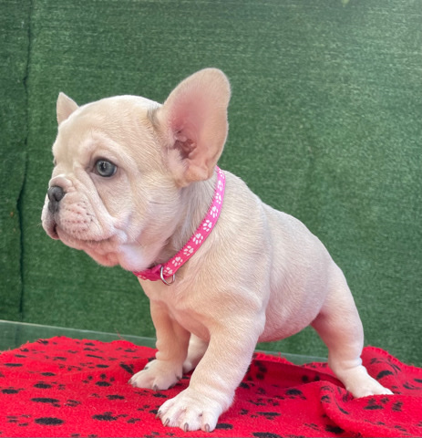 French Bulldog – frenchie