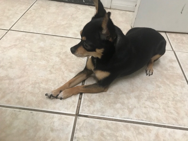 Chihuahua – tea cup chihuahua