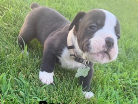 Bulldog – Home-Raised Olde English Bulldogge × English Bulldog Puppy – West Richland