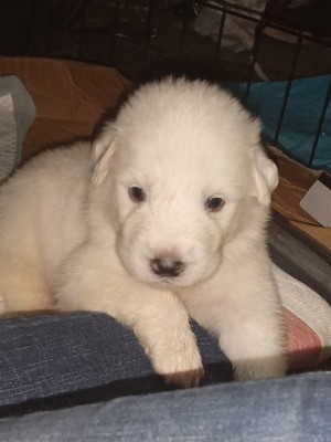 Great Pyrenees – Great Pyrenees Puppies – Troy