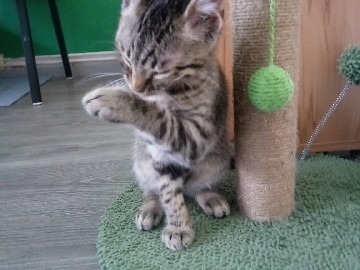 Bengal – Süsser Bengalkater,13 Wochen jung – Lübeck