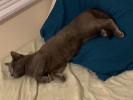 American Shorthair – Remi – Hot Springs