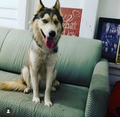 Siberian Husky – husky for sell