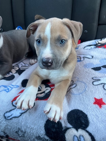 American Pit Bull Terrier – puppies 2 months old