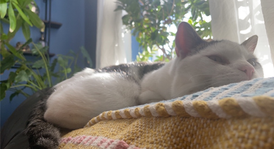 Russian White, Black and Tabby – Free cat needs good home!