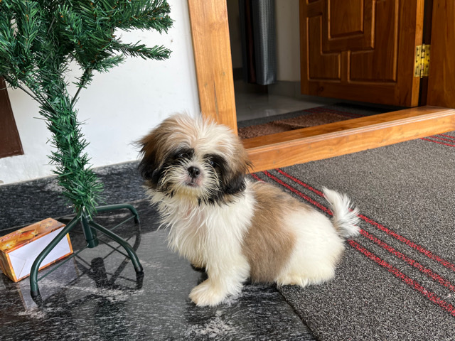 Shih Tzu – shittzu puppy