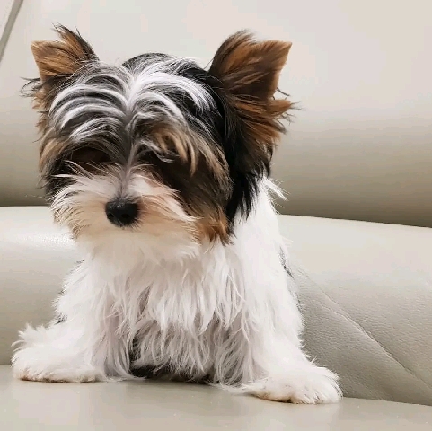 Yorkshire Terrier – Teacup puppy