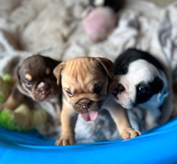Olde English Bulldogge – English bulldog puppies