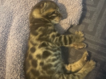 Bengal – silver bengal kitten – Shelby