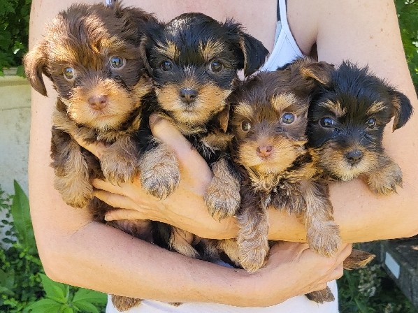 Yorkshire Terrier – Yorkishire terrier puppies forsake
