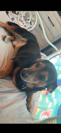 Dachshund – looking for my dog a good home to go to