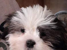 Shih Tzu – CKC Registered Shih Tzu Baby