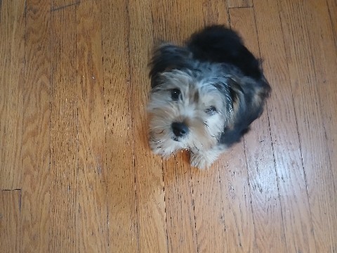 Yorkshire Terrier – 2 male yorkie puppies – Kannapolis