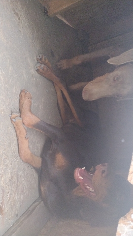 Doberman Pinscher – looking to re-home 3 dovermans