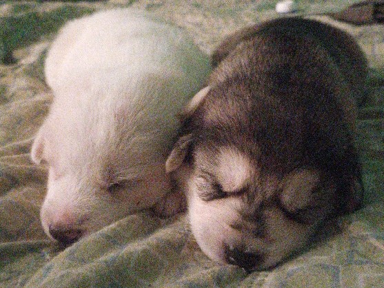 Siberian Husky – husky – Kandaghat